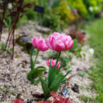variétés de tulipes roses en forme de pivoines