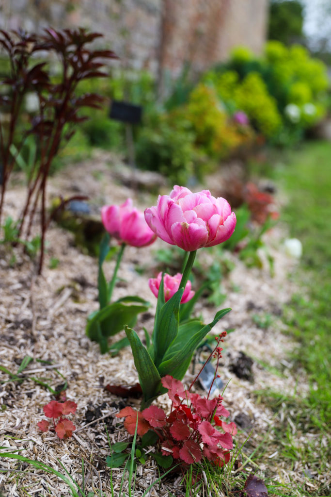 variétés de tulipes roses en forme de pivoines