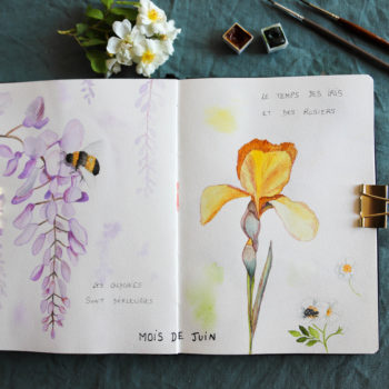 fleurs de jardin dessinées et peintes à l'aquarelle dans un carnet de jardin illustré