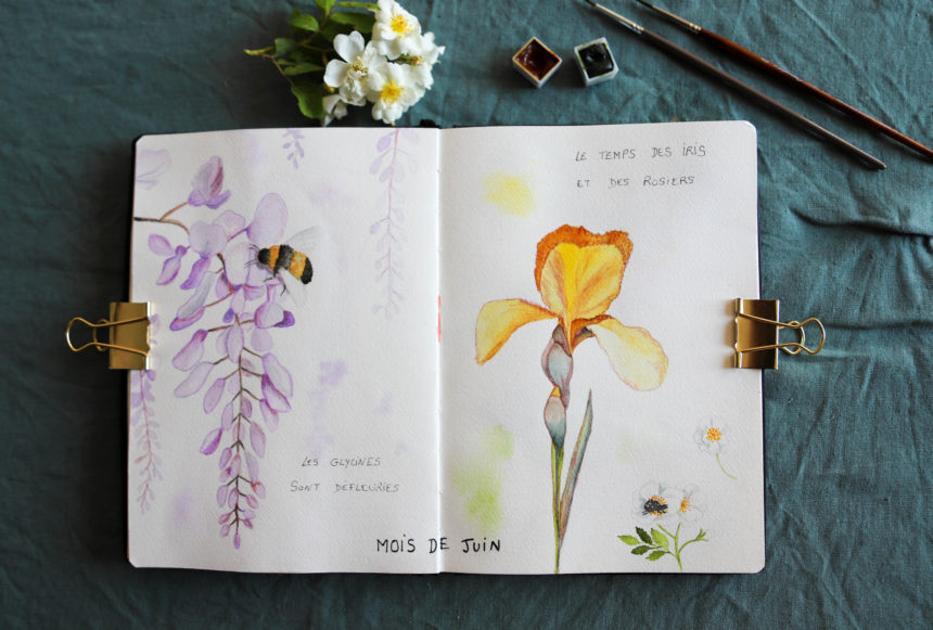 fleurs de jardin dessinées et peintes à l'aquarelle dans un carnet de jardin illustré