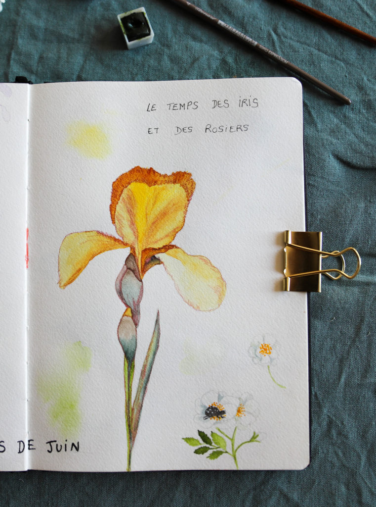 fleur d'iris dessinée à l'aquarelle dans un carnet
