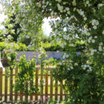 rosier grimpant recouvert de fleurs blanches devant l'entrée du potager