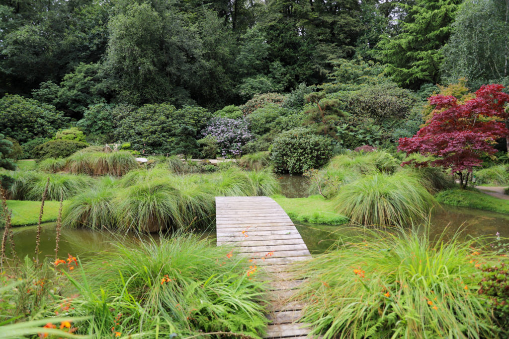 jardin japonisant avec un pont en bois et des érables du Japon colorés