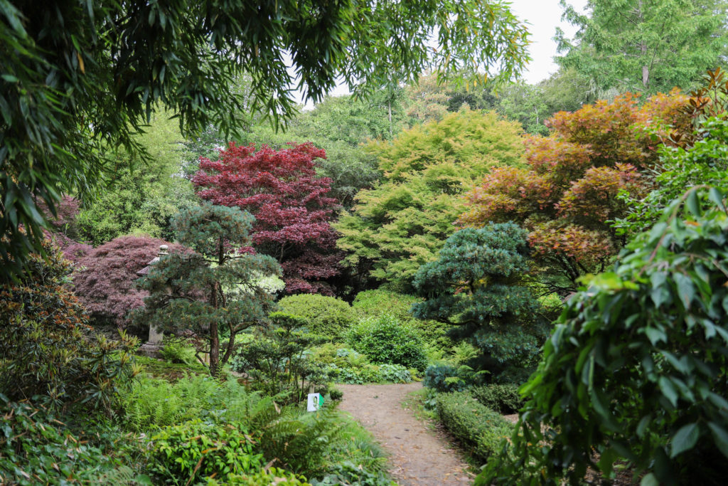 jardin japonais avec des arbres à feuilles colorées
