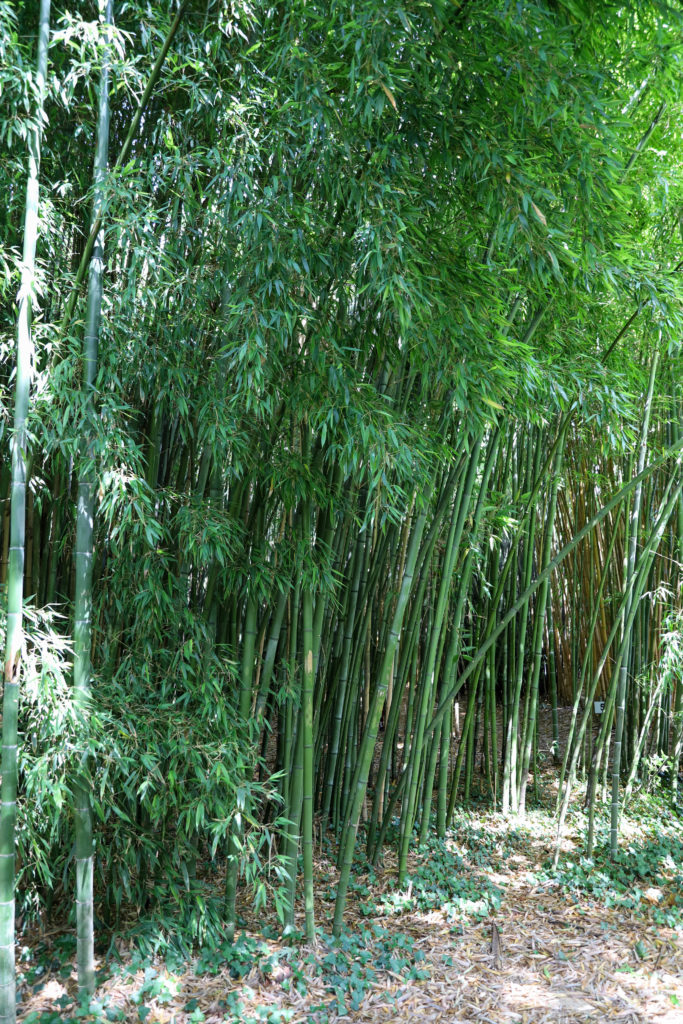 Bambouseraie du parc botanique de Haute bretagne 