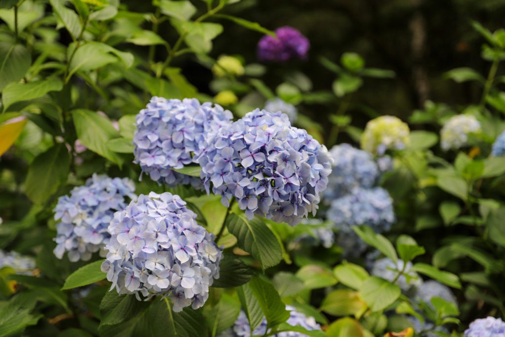 hortensia de couleur bleu clair