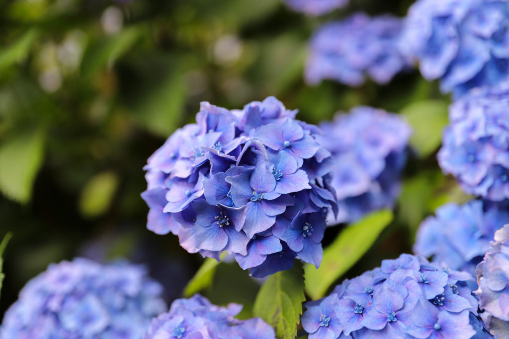 hortensias de couleur bleu soutenu dans le parc de Trévarez
