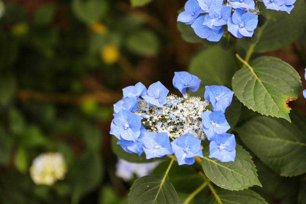 hortensia plat de couleur bleue