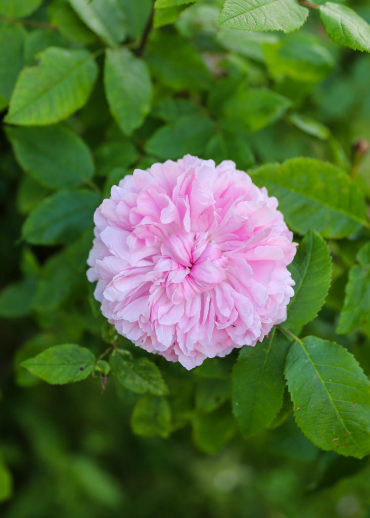rosier comte de Chambord. Des roses aux multiples pétales rose pâle parfumées