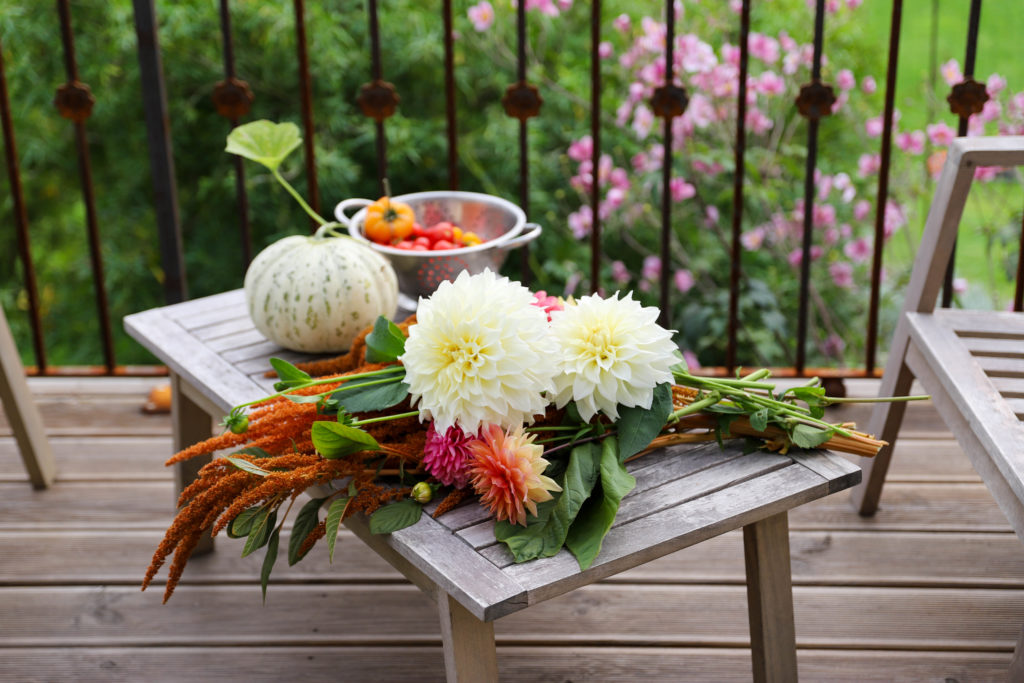 bouquet de dahlias blancs et d'amarante couleur bronze variété hot biscuit