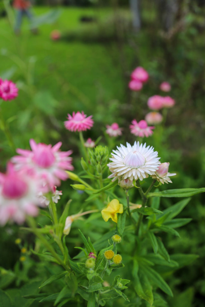 fleurs immortelle de couleur pastel dans un jardin