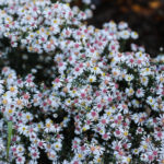 jardin au mois d'octobre : jolie floraison d'asters