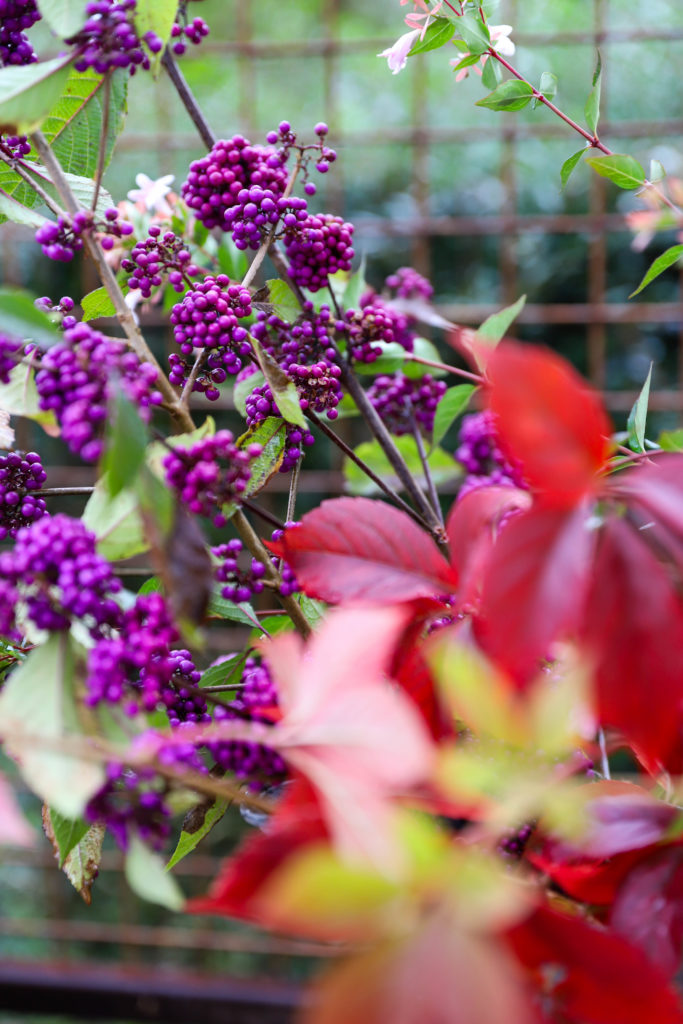 bouquet de branches d'arbuste avec des baies violettes avec des feuilles de vigne rouge
