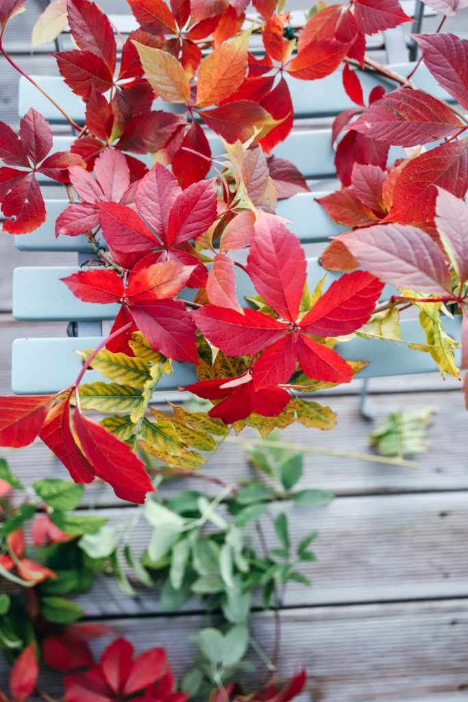 feuilles de vigne rouges ramassées pour faire une couronne d'automne
