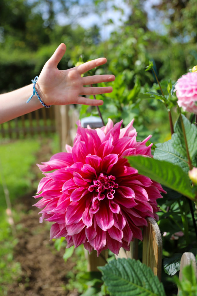 très grande fleur de dahlia Emory Paul à côté d'une main pour montrer la taille