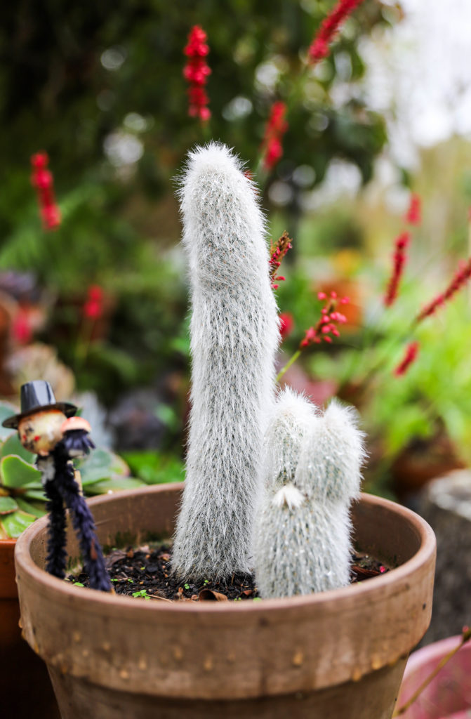 cactus avec des poils blancs dans un pot