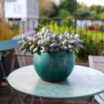 pot bleu posé sur un table ronde à l'extérieur avec des succulentes blanches qui retombent