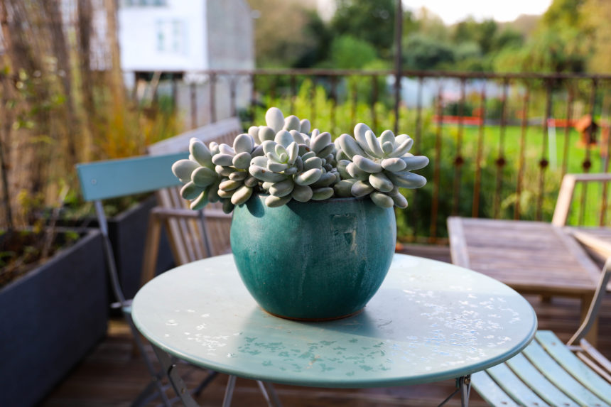 pot bleu posé sur un table ronde à l'extérieur avec des succulentes blanches qui retombent