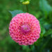 Dahlias de couleur rouge aux reflets mauves les dahlias Caitlin's Joy sont des dhalias balle