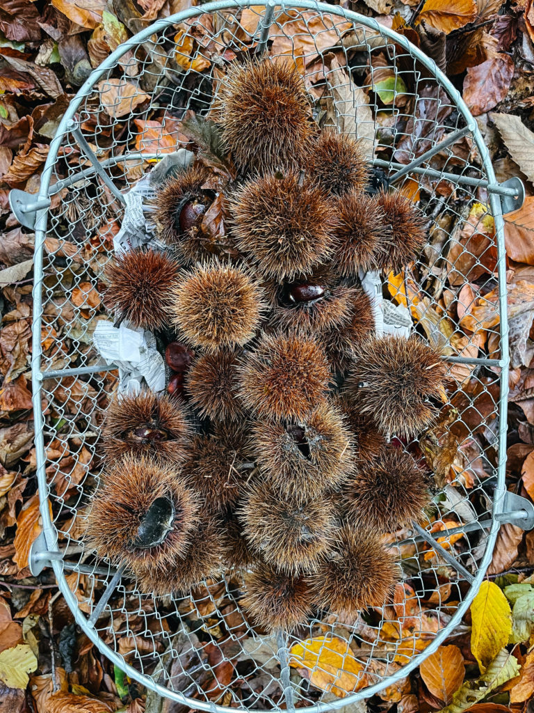 panier de châtaignes ramassées au pied d'un châtaignier