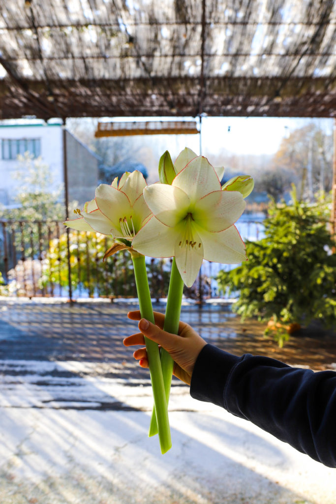 main tenant deux tiges d'amaryllis blancs dans un décor hivernal