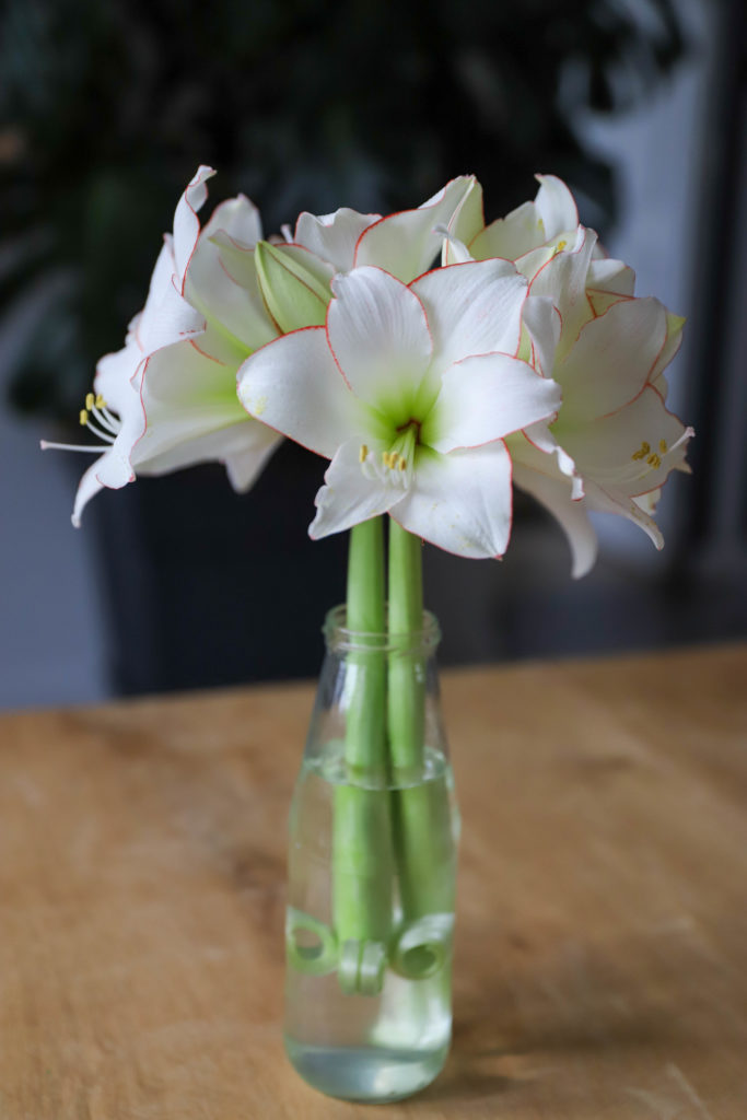 Bouquet d'amaryllis blancs. Les deux tiges de fleurs exotiques sont blanches avec un liseré rouge foncé. Elles se trouvent dans un vase transparent posé sur une table