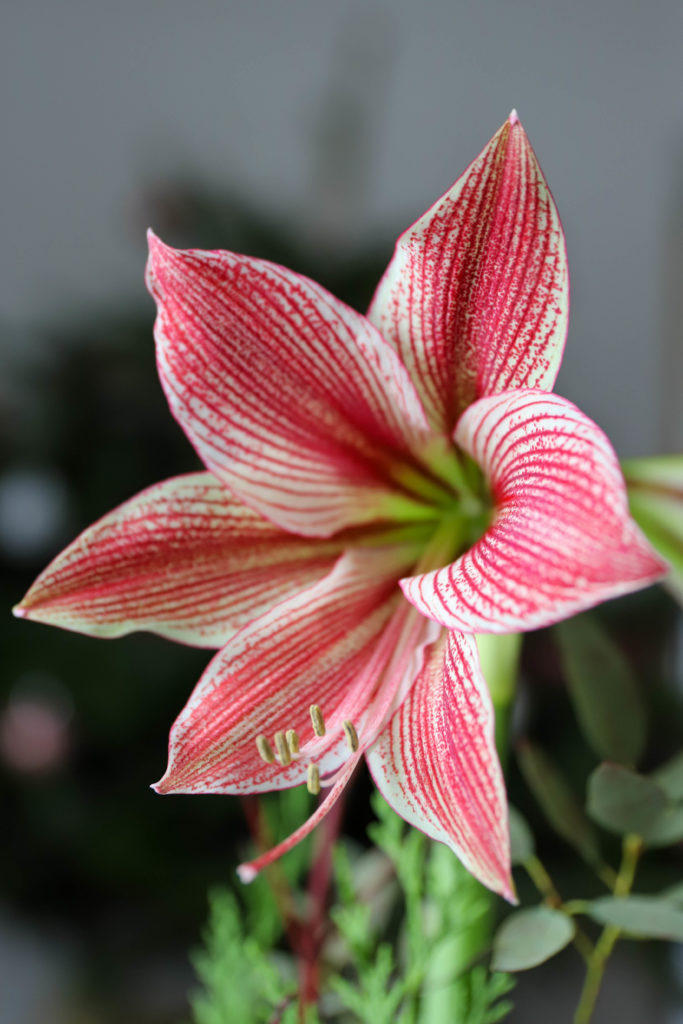 Amaryllis exotic star grande fleur exotique striée de rouge framboise