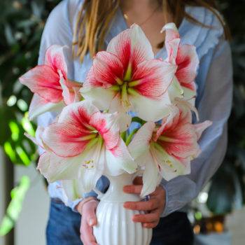 amaryllis grandise fantasy 2 Jeune femme tenant dans ses mains un vase blanc avec de grandes fleurs d'amaryllis colorées