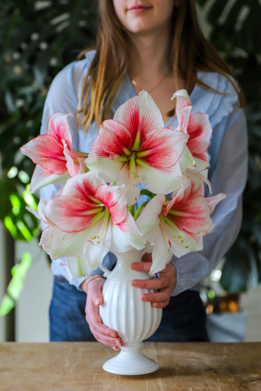 amaryllis grandise fantasy 2 Jeune femme tenant dans ses mains un vase blanc avec de grandes fleurs d'amaryllis colorées