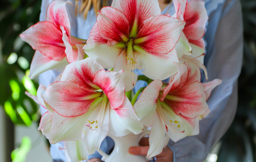 amaryllis grandise fantasy 2 Jeune femme tenant dans ses mains un vase blanc avec de grandes fleurs d'amaryllis colorées