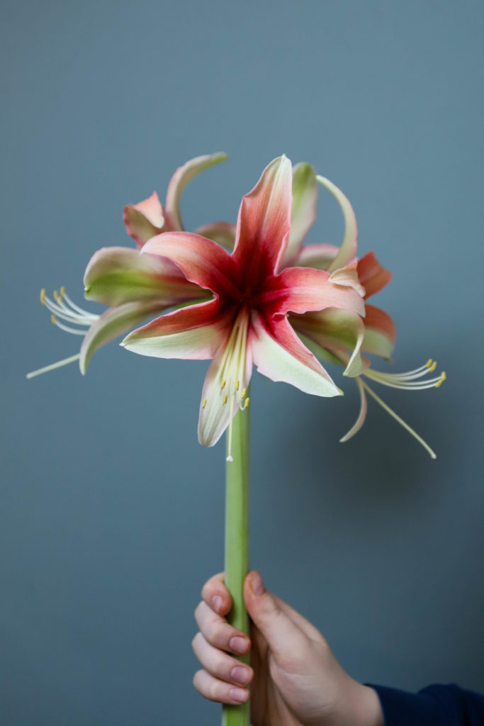 Fleur exotique de couleur orange et verte avec de longs pistils