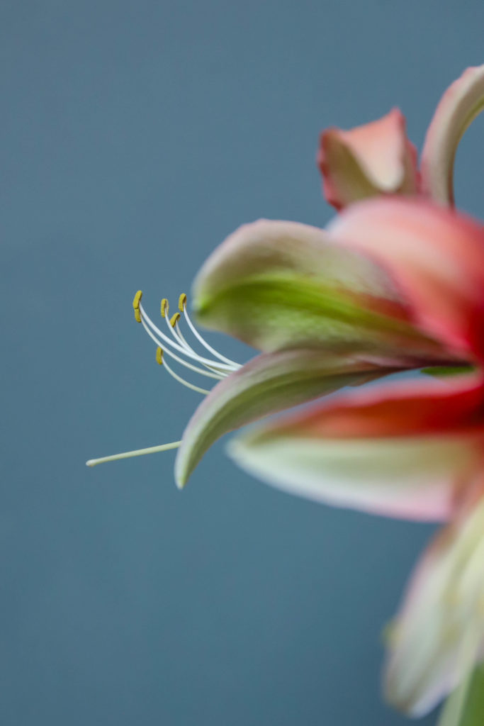 gros plan sur les longs pistils d'une fleur exotique