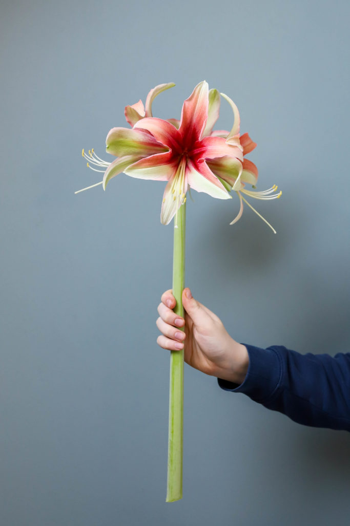 Main tenant une longe tige d'amaryllis orange et verte