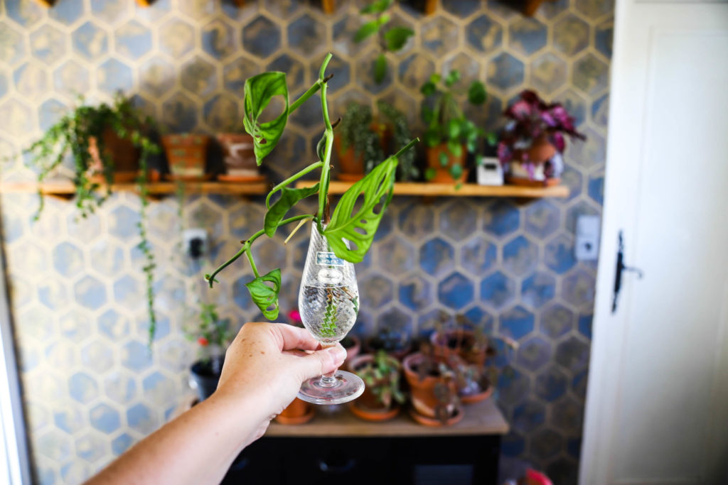 bouture de monstera