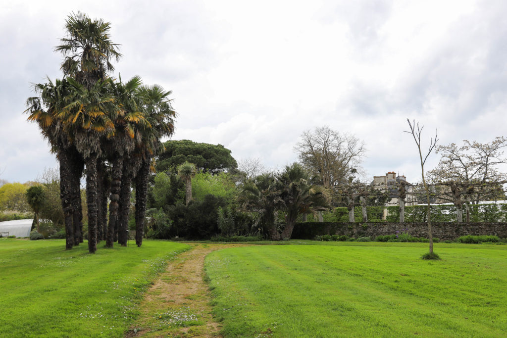 palmiers dans un jardin en Bretagne