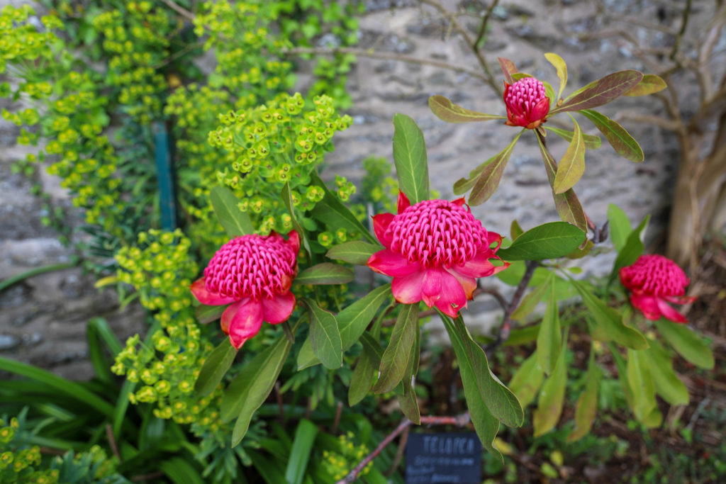 fleurs exotiques dans le domaine de Montmarin