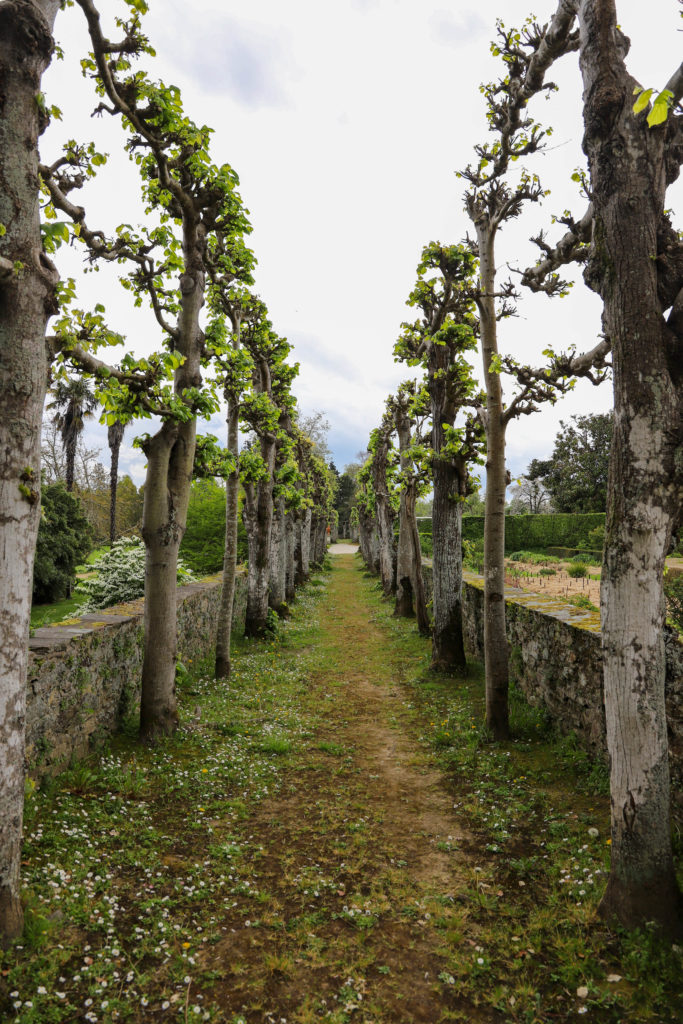 allée d'arbres dans un domaine classée monument historique