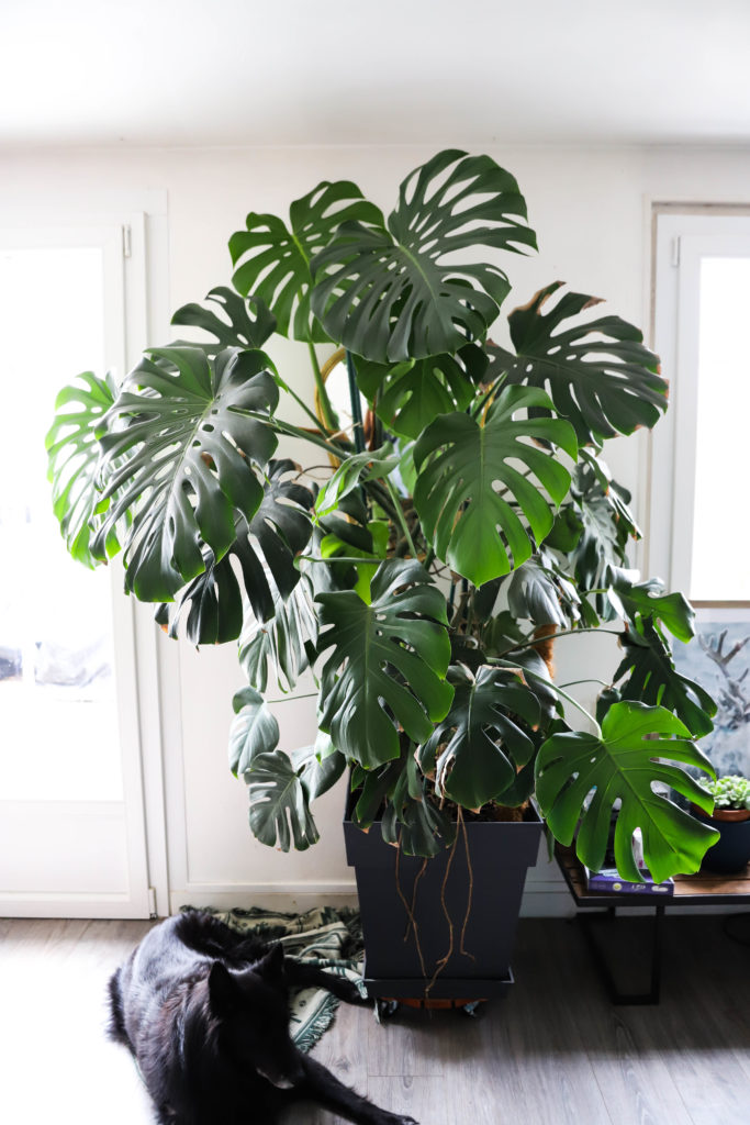 monstera dans un salon avec des feuilles gigantesques