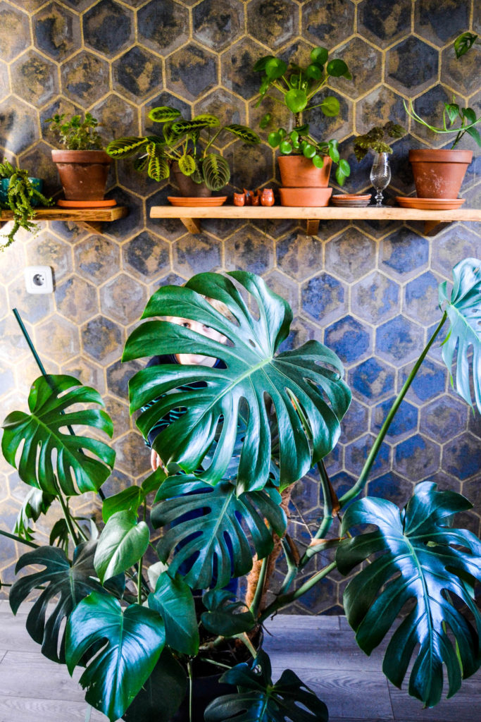 Plante Monstera dans un pot devant un mur recouvert de papier peint sombre