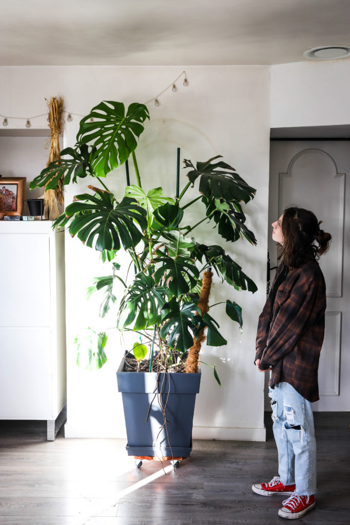 Très grande plante monstera dans un salon qui dépasse la personne à côté