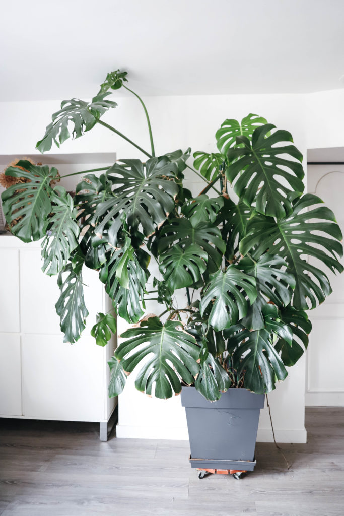 plante verte qui touche le plafond avec des feuilles à trous