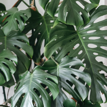 feuilles énormes de monstera