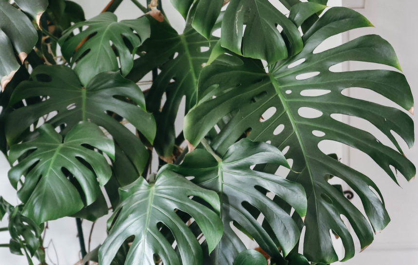 feuilles énormes de monstera