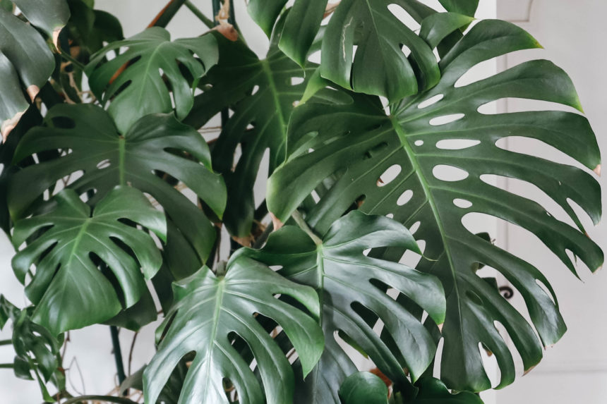feuilles énormes de monstera