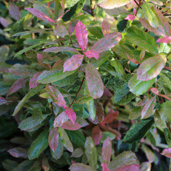 photinia pink crispy arbuste à feuillage rose