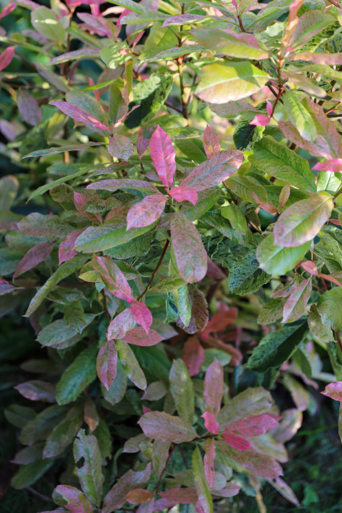 arbuste avec des feuilles roses qui deviennent ensuite panaché vert clair et vert foncé
