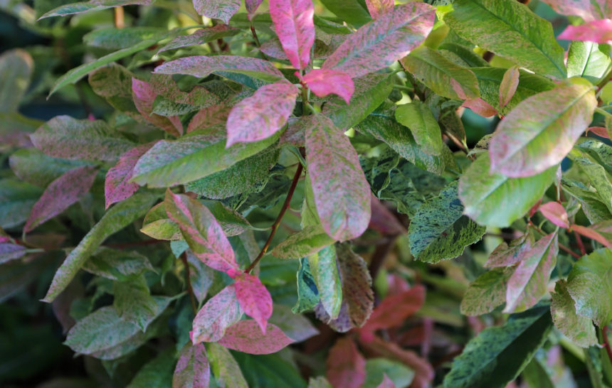 arbuste à feuillage rose