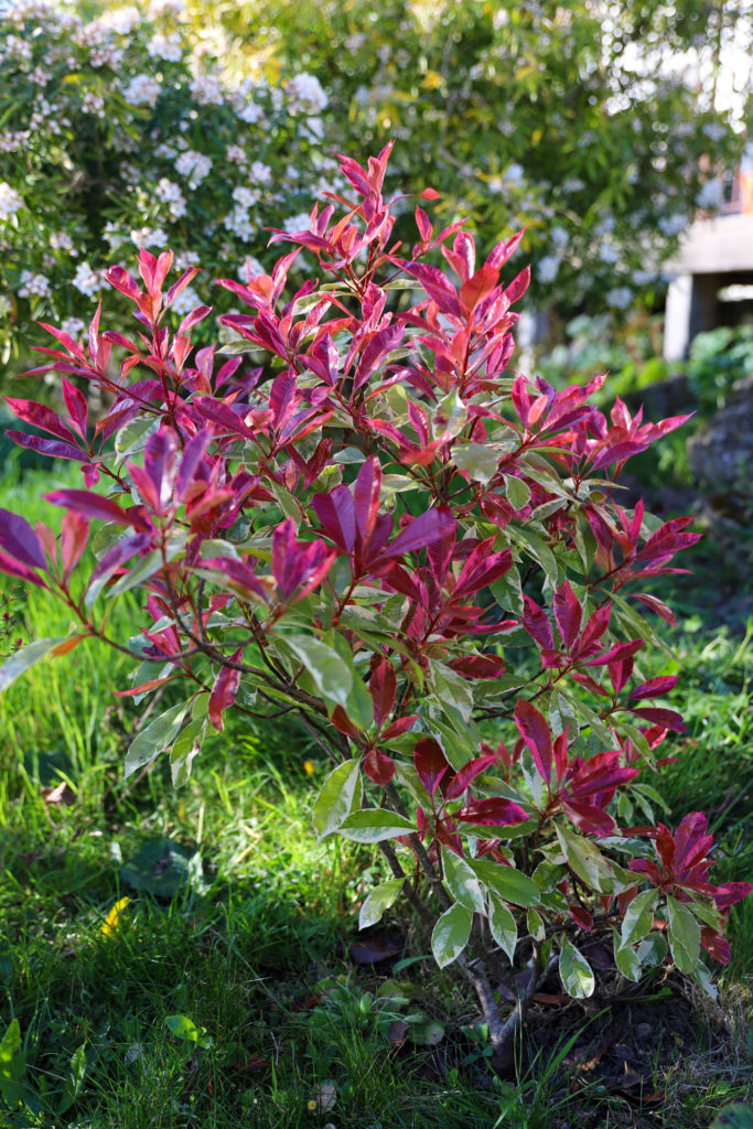Arbuste au feuillage rose et rouge qui devient ensuite vert et blanc crème