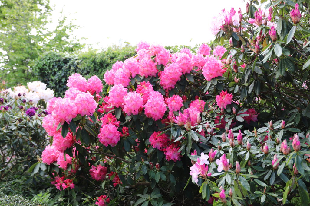 rhododendrons roses