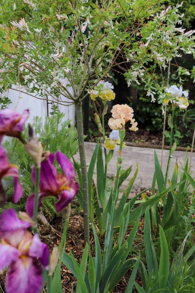 jardin fleuri avec de grands iris de plusieurs couleurs